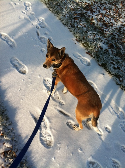 Picture of Cinnamon in the snow